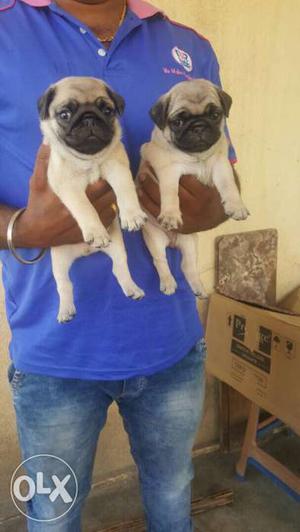 Top quality pug puppies available