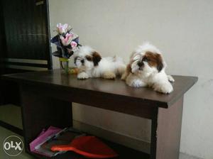 Top quality shih tzu puppyonly 1 male left