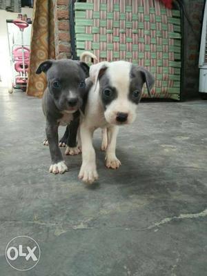 Two Black-and-white American Pit Bull Terrier Puppies