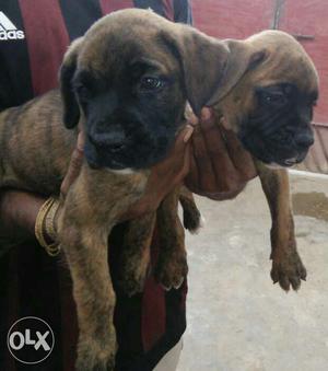 Two Brindle Great Dane Puppies