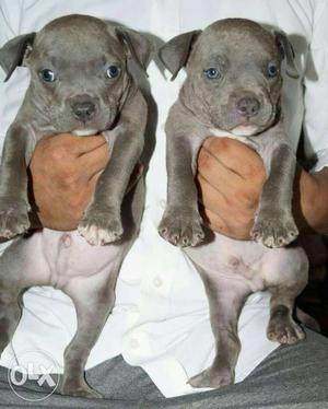 Two Gray Short Coated Puppies