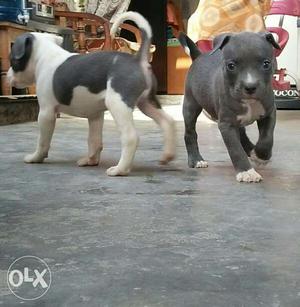 Two Gray-and-white Short Coated Puppies