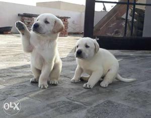 Two Light Cream Labrador Retriever Puppies
