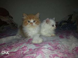 Two Orange And White Persian Kittens