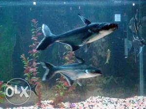 Two Sharks In Tank