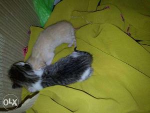 Two Short Fur Kittens