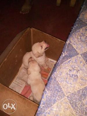 Two White Puppies In Box