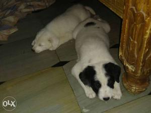 Two White Short Coated Dogs