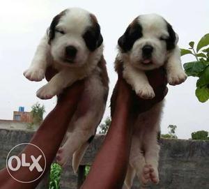 Two White-brown Short Coated Puppies