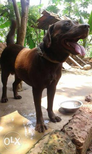 Two yr Chocolate Lab. Exchange with female rottweiler, pug,