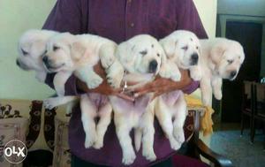 Vaccinated lab puppies available