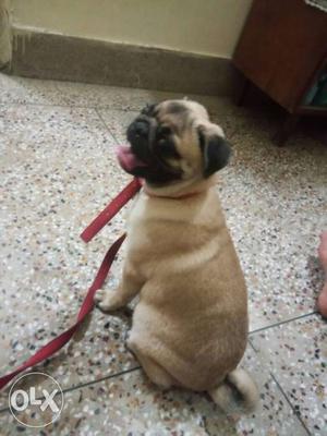 Very active, healthy and a home breed female pug.