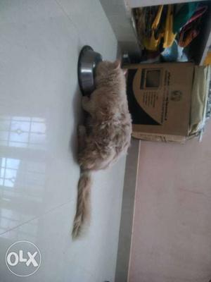 Want female cat for mating