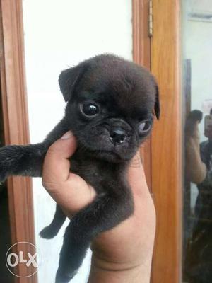 We have show quality black pug puppies for sale.