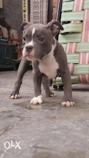 White And Black American Staffordshire Terrier Puppy