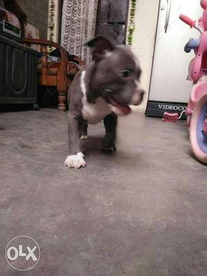White And Gray American Pit Bull Terrier Puppy