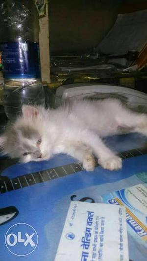 White And Gray Small Size Kitten