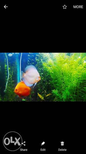 White And Orange Discuss Fish