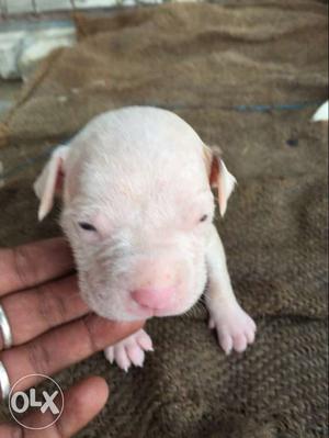 White New Born Short Coat Puppy \