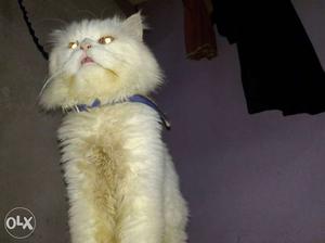 White Persian cat available for meting 1k per day