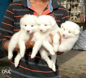 White Short Coated Puppies available for sell
