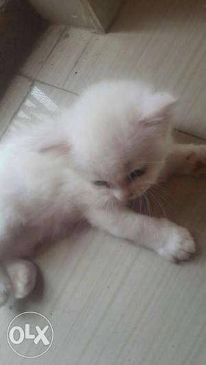 White Tabby Kitten