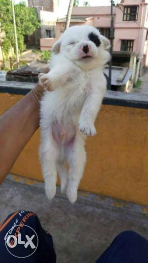 White cut Pomeranian Puppy available