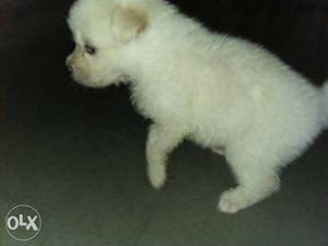 White puppy female