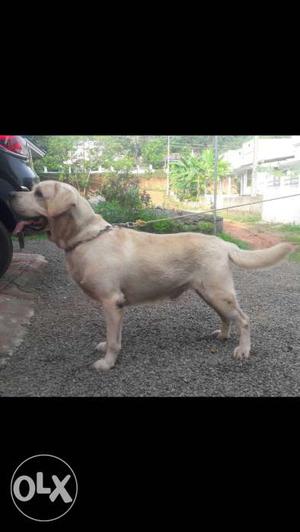 Yellow Labrador Retriever