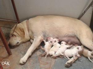 Yellow Labrador Retriever Dog With Puppies