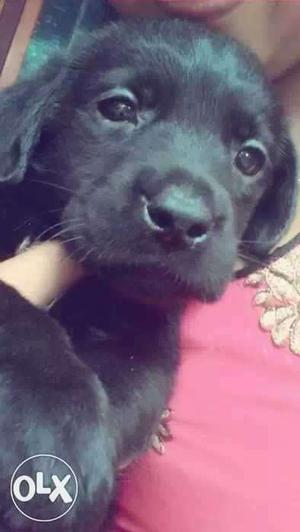  price blak 2 female puppies  for one