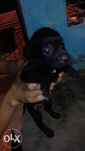 1 female Black Labrador Puppy in 