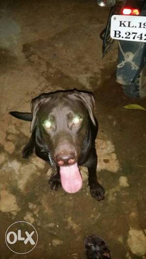 1 year good quality chocolate colour lab dog is contact