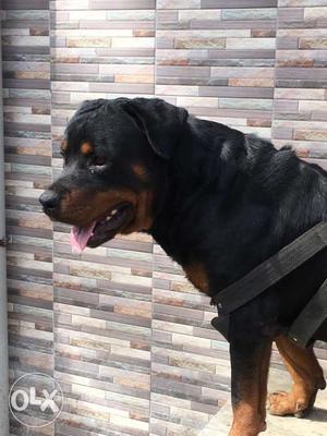 1 year old rott wieler