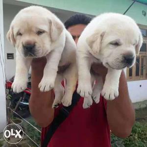 100% garanted quality all type puppy available