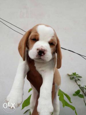 100%Pure Beagle male pup available in Amritsar