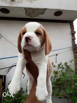 100%Pure Beagle male pup available in Amritsar.