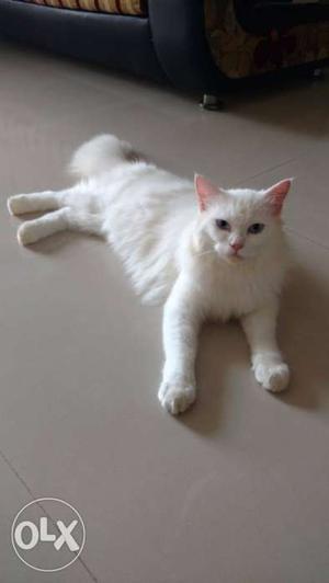 12 month persian female for sale