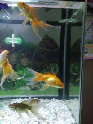 2 gold & 1 black gold very big fishes with good condition &