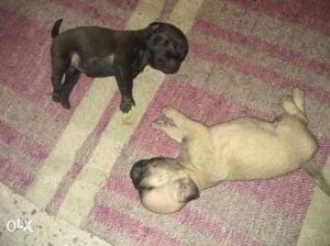 2 pug male, age 1mnth 5 days, 1 black colour and 1