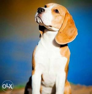 2 year old beagle male looking for female partner