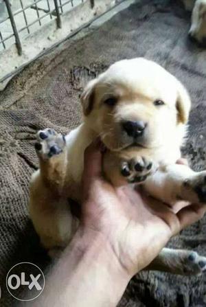 21 days old heavy size Labrador puppies available
