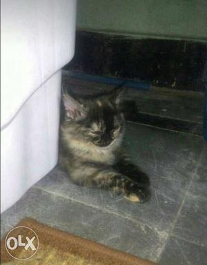 3 months persian cat (calico colour).