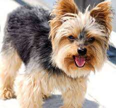 45 Days Old ~~ Yorkshire terrier Pup Sell Now Tk Pet Shop