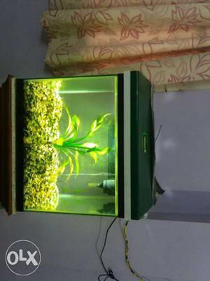 4neon tetra fish, 1Hob filter, 2 new heater, 1
