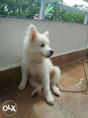 50 days pomerian puppy female.looking good and