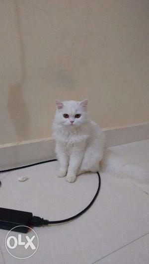 A semi punch white Persian for sale
