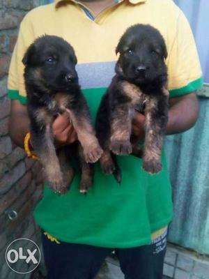 A top quality Garman safard puppies available top