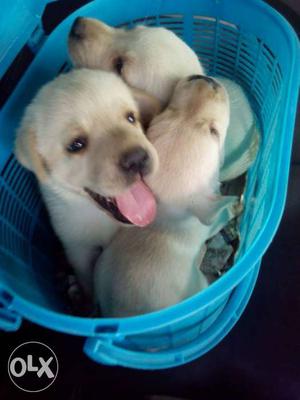 A top quality Labrador Puppies available top