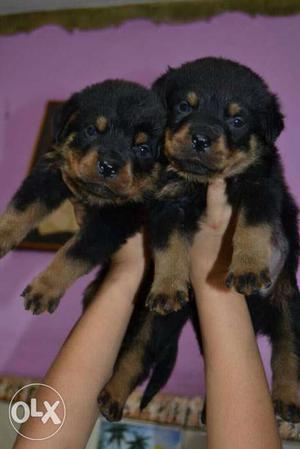 A top quality rottweiler puppies available top